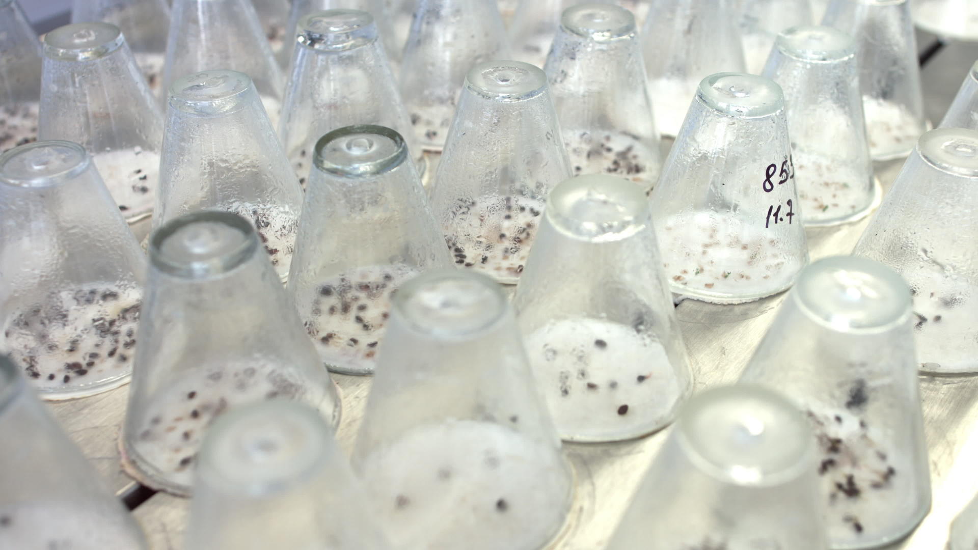 植物幼苗生长在实验室的玻璃容器下视频的预览图