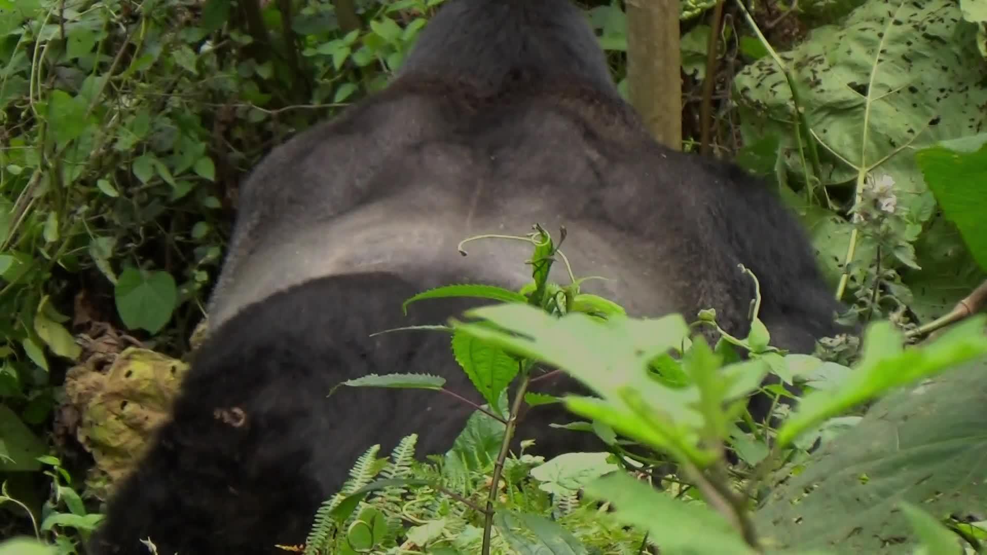 一个巨大的大猩猩银背进入了不可阻挡的森林视频的预览图