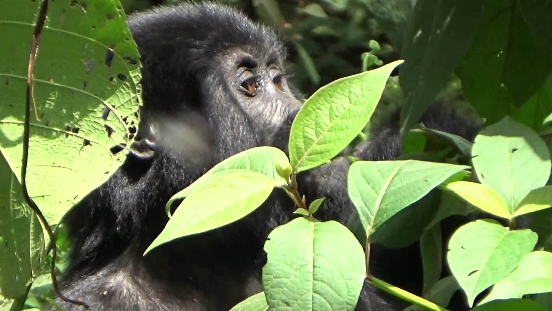 布温迪森林里的一个大猩猩宝宝正在觅食视频的预览图