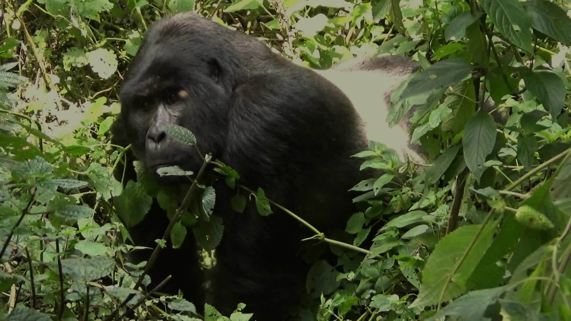欢迎巨大的黑猩猩视频的预览图