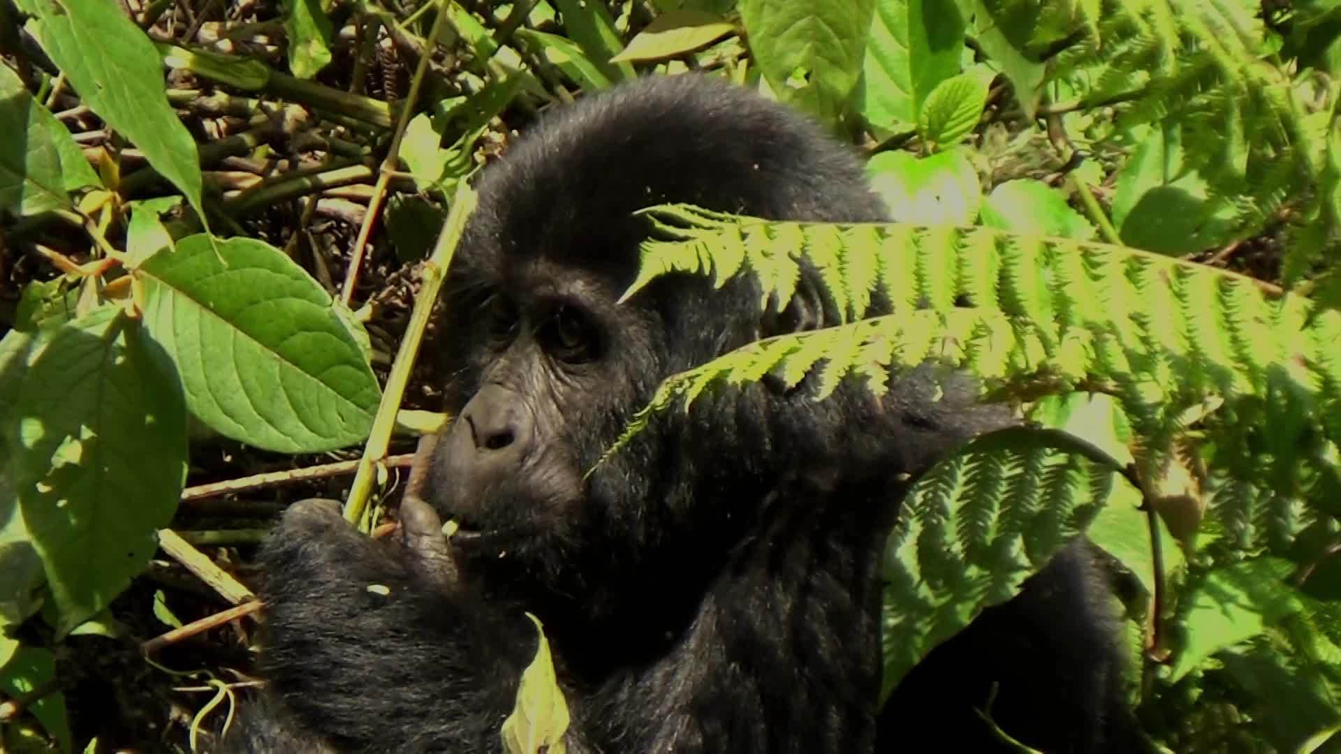 山上的一只大猩猩在森林里觅食视频的预览图