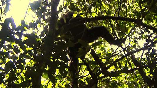 黑猩猩血统视频的预览图