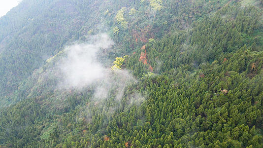 4K航拍绿色植物生态环境云雾缭绕人间仙境视频的预览图