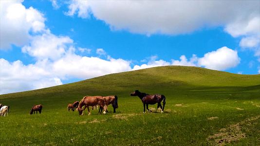 4k拍摄内蒙古美丽草原上悠闲吃草的马匹马群视频的预览图