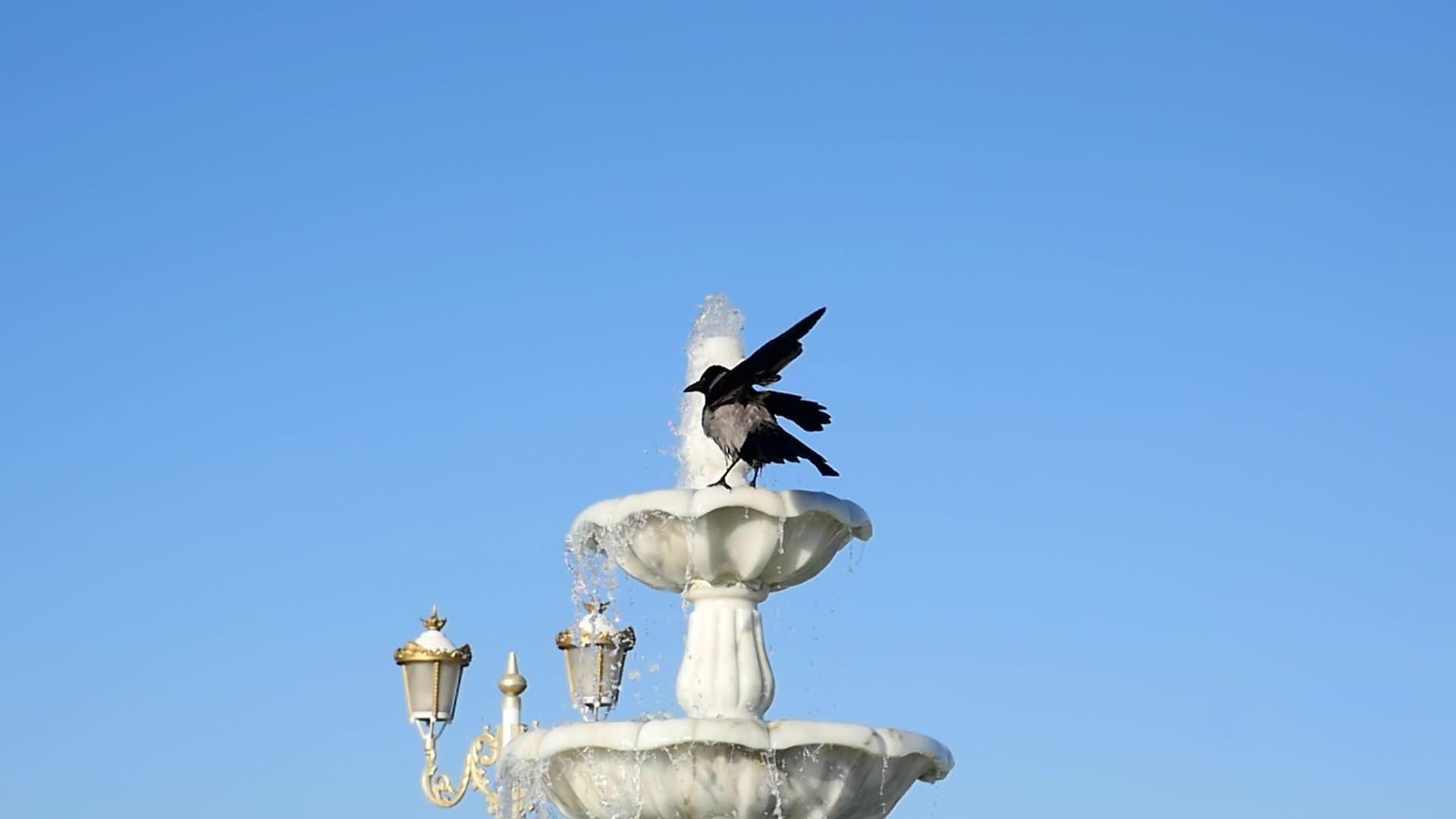 慢动作可爱的乌鸦飞到喷泉沐浴视频的预览图