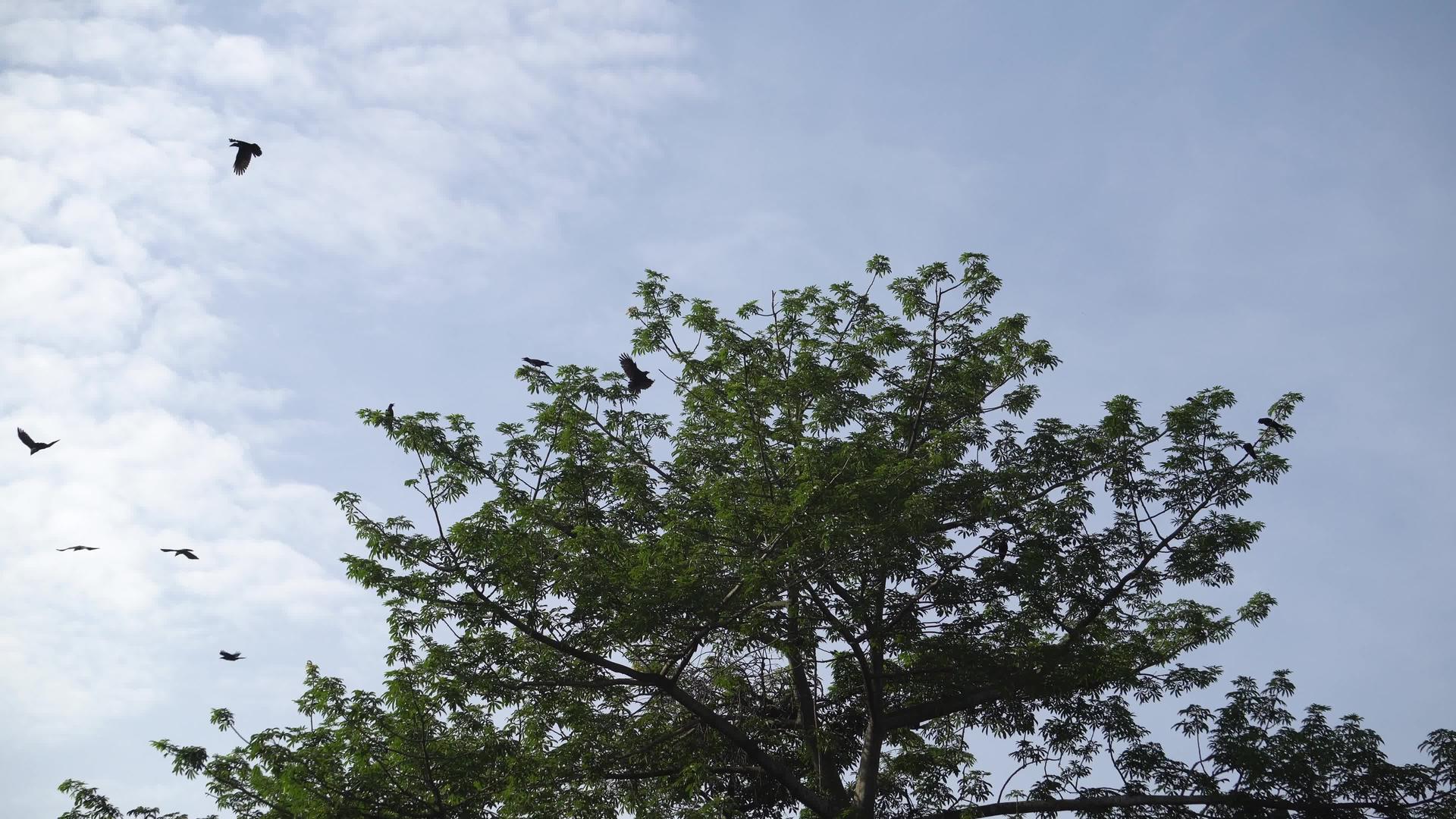 乌鸦飞离绿树视频的预览图