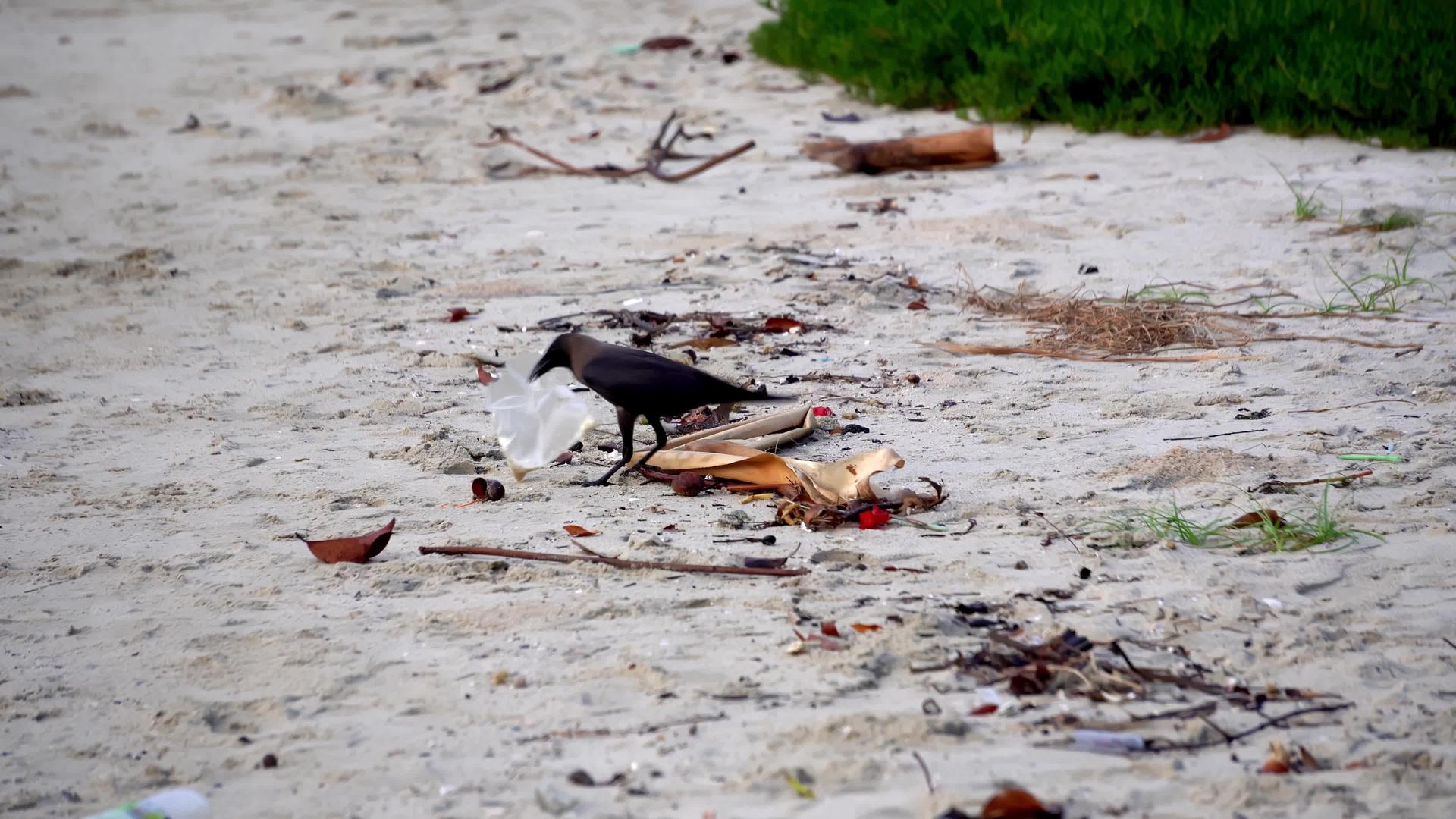乌鸦从塑料垃圾中寻找食物视频的预览图