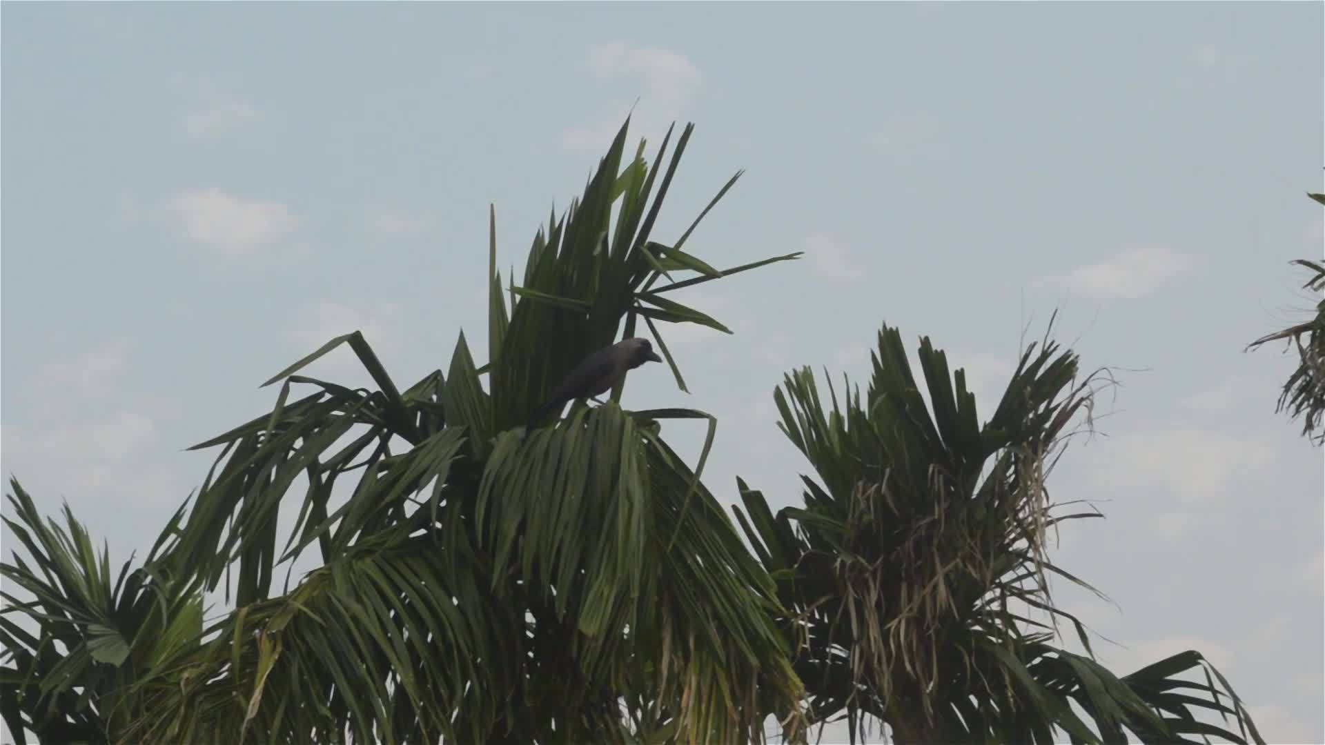 一只乌鸦鸟在夏天的日落之夜从棕榈树上飞来视频的预览图