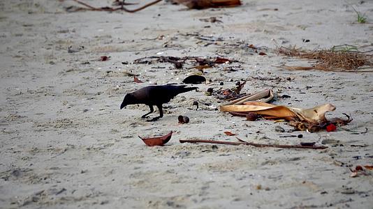 乌鸦在海滩上寻找食物视频的预览图