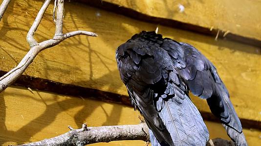 一只大黑乌鸦坐在树枝上清洗羽毛视频的预览图
