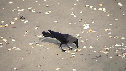乌鸦在贝壳海滩寻找食物视频的预览图