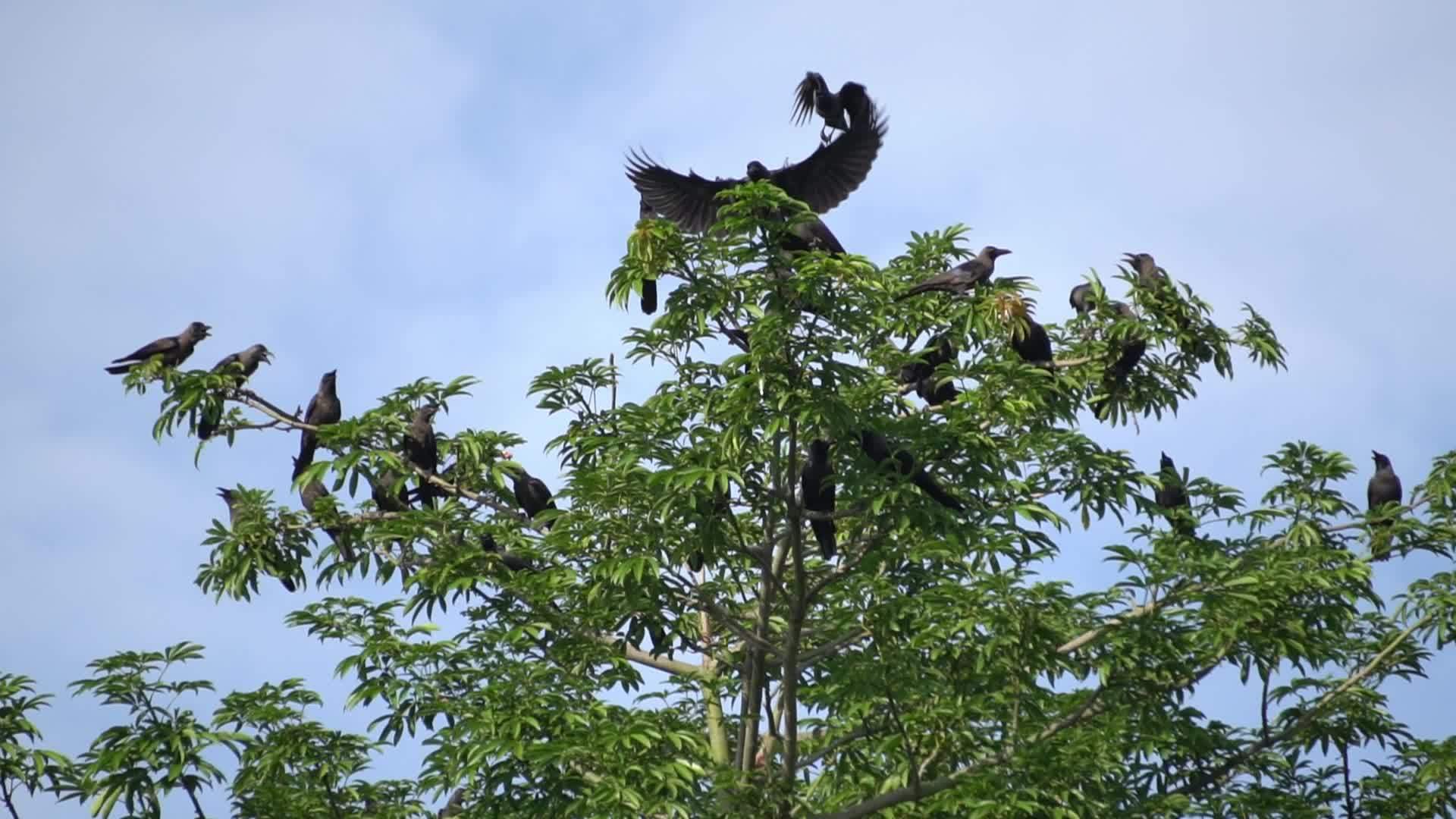 慢动作乌鸦在树顶上飞来飞去视频的预览图