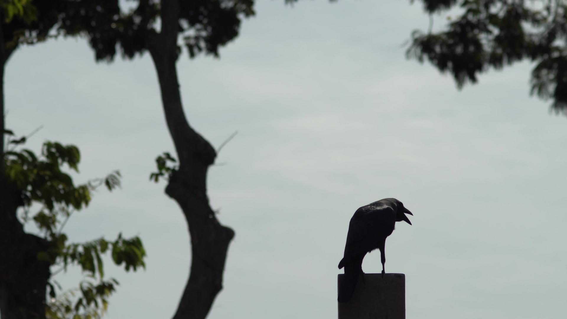 站在树枝上的乌鸦视频的预览图