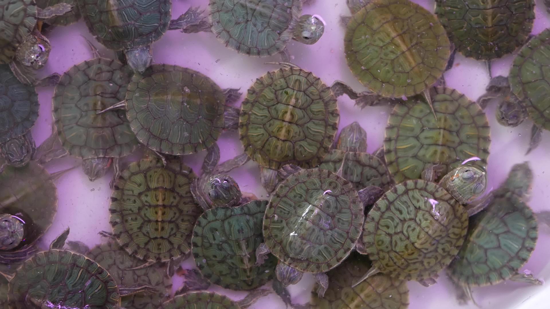 宠物市场上的小乌龟视频的预览图