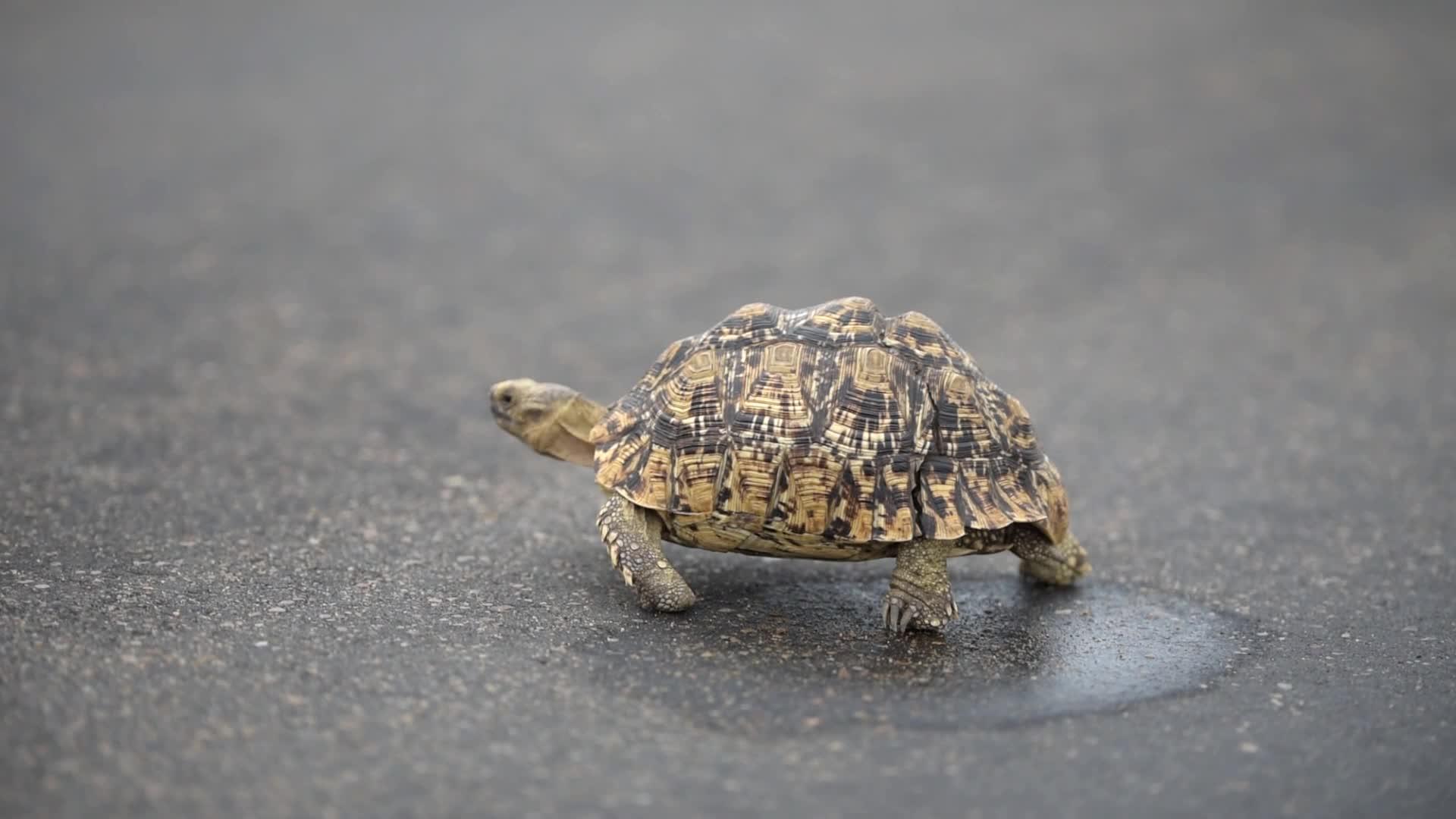 乌龟在焦油路上行走视频的预览图