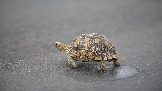 乌龟在焦油路上行走视频的预览图