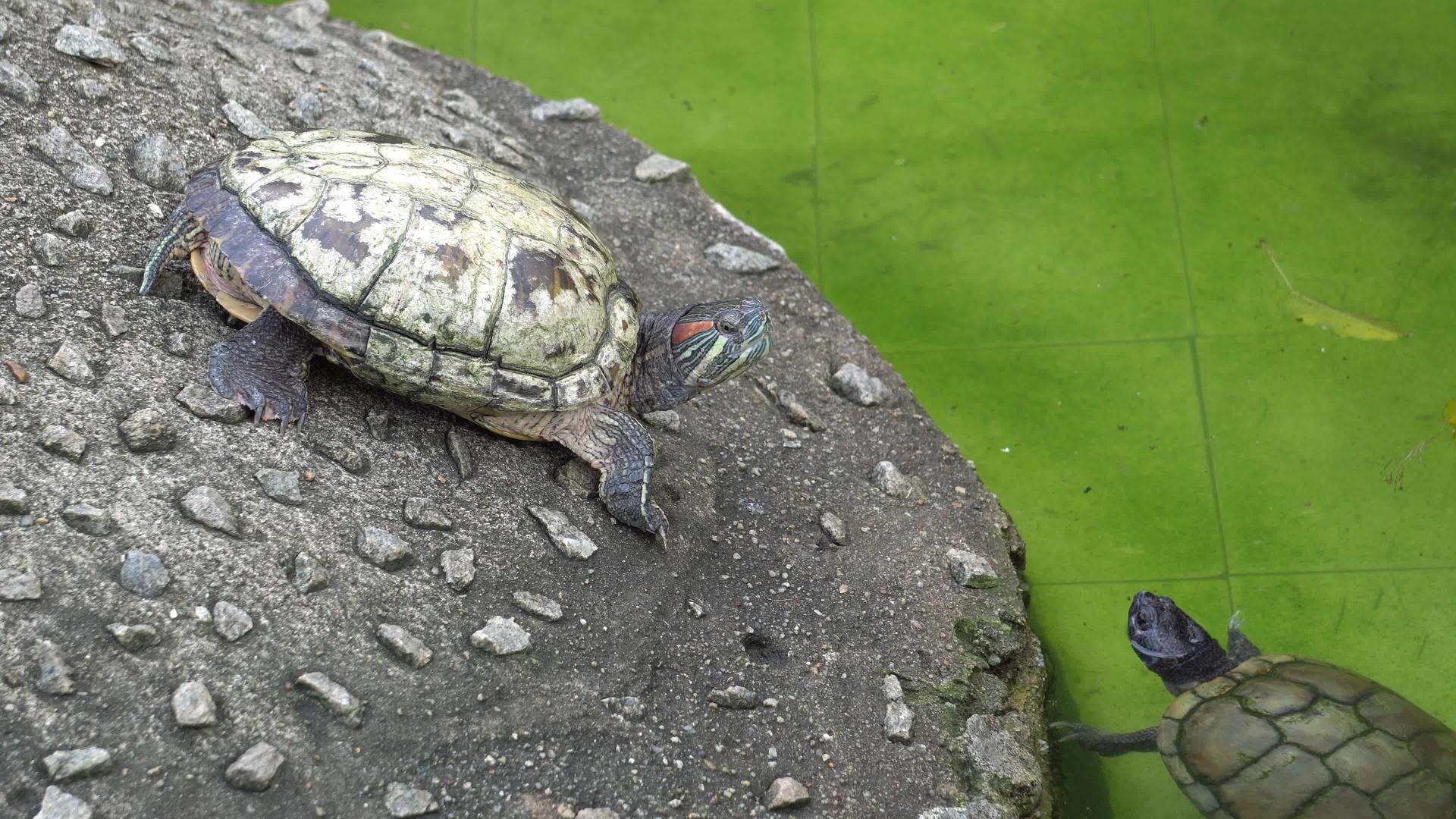 乌龟是休息和游泳视频的预览图