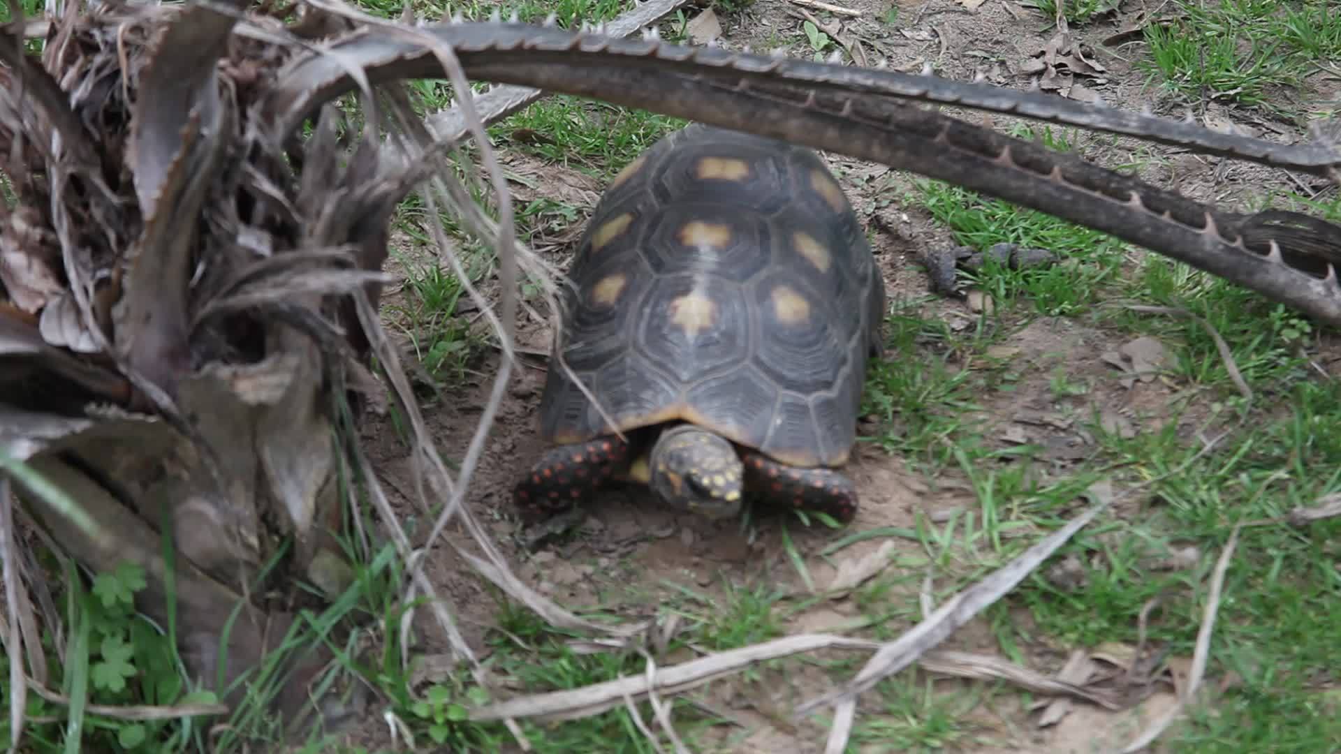 草地上的乌龟视频的预览图