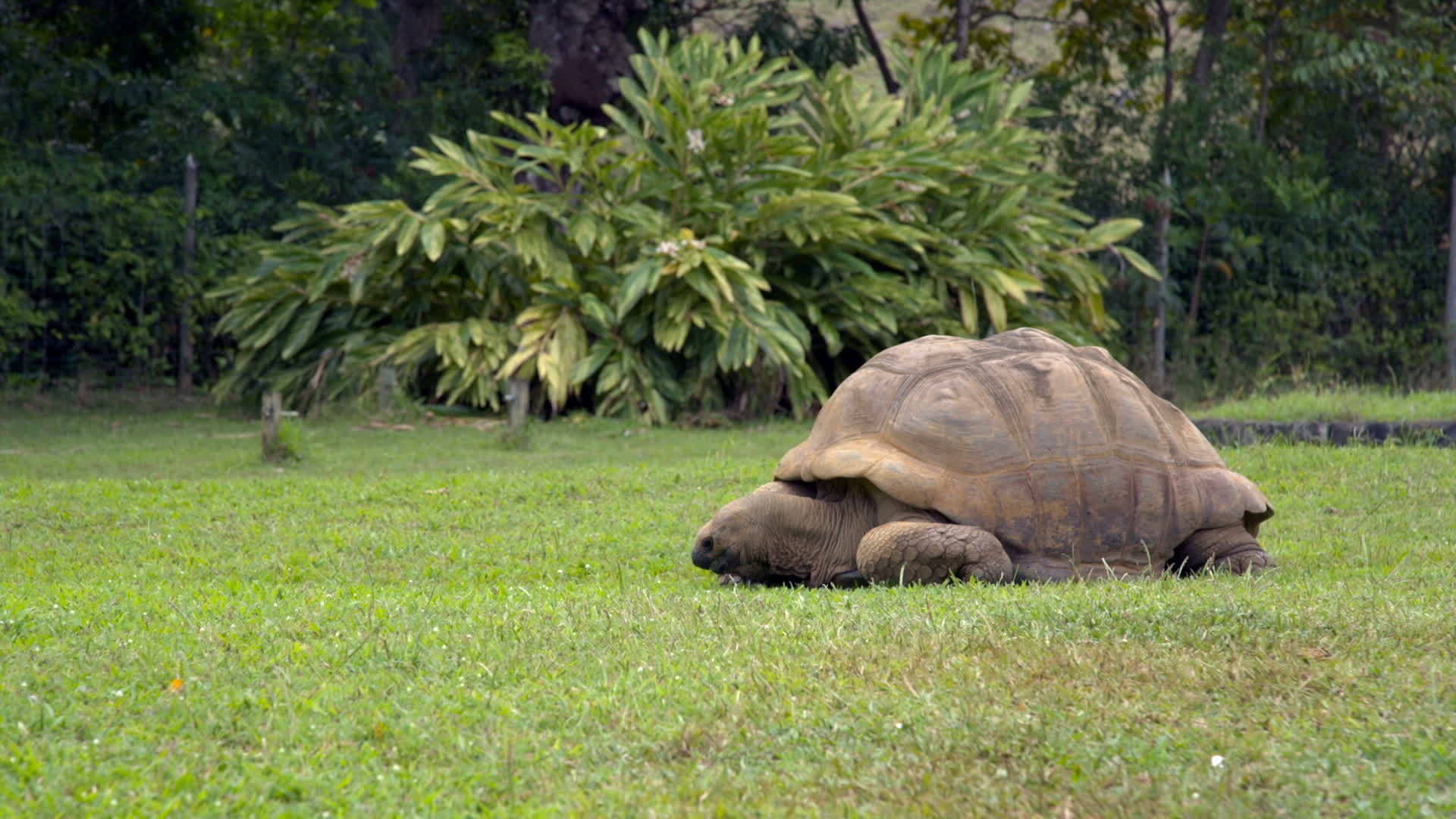 巨龟在草上视频的预览图
