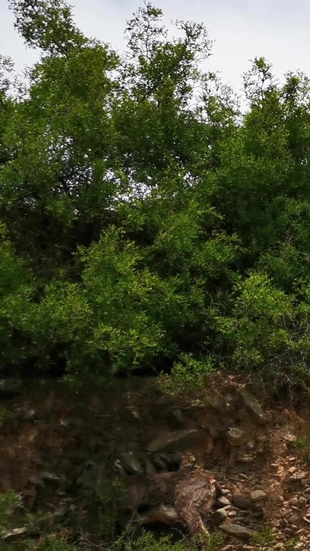 生活在悬崖峭壁上的野生岩羊吃草玩耍和角力视频素材视频的预览图