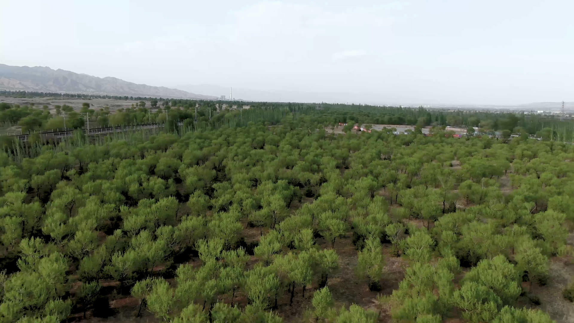 航拍绿色茂密的胡杨林视频的预览图