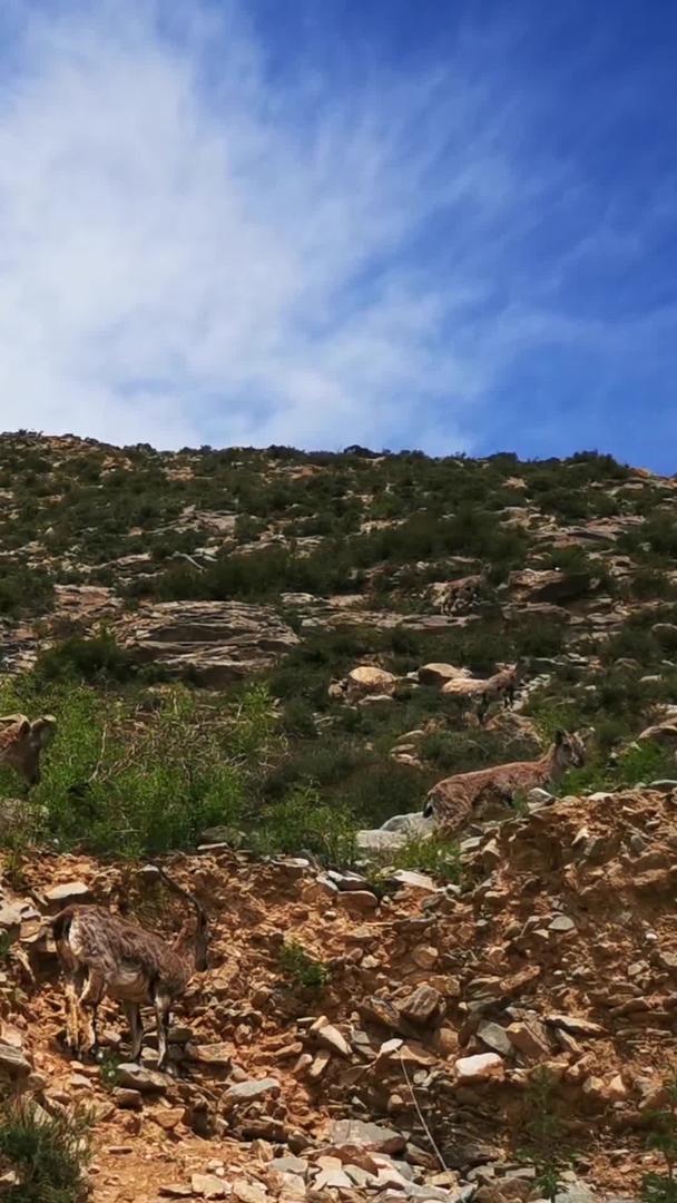 生活在悬崖峭壁上的野生岩羊吃草玩耍和角力视频素材视频的预览图