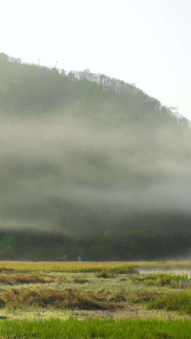 5A景区神农架大九湖清晨雾散延时集合视频的预览图