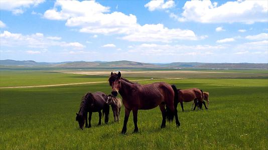 4k拍摄内蒙古美丽的千里草原上悠闲的马匹视频的预览图