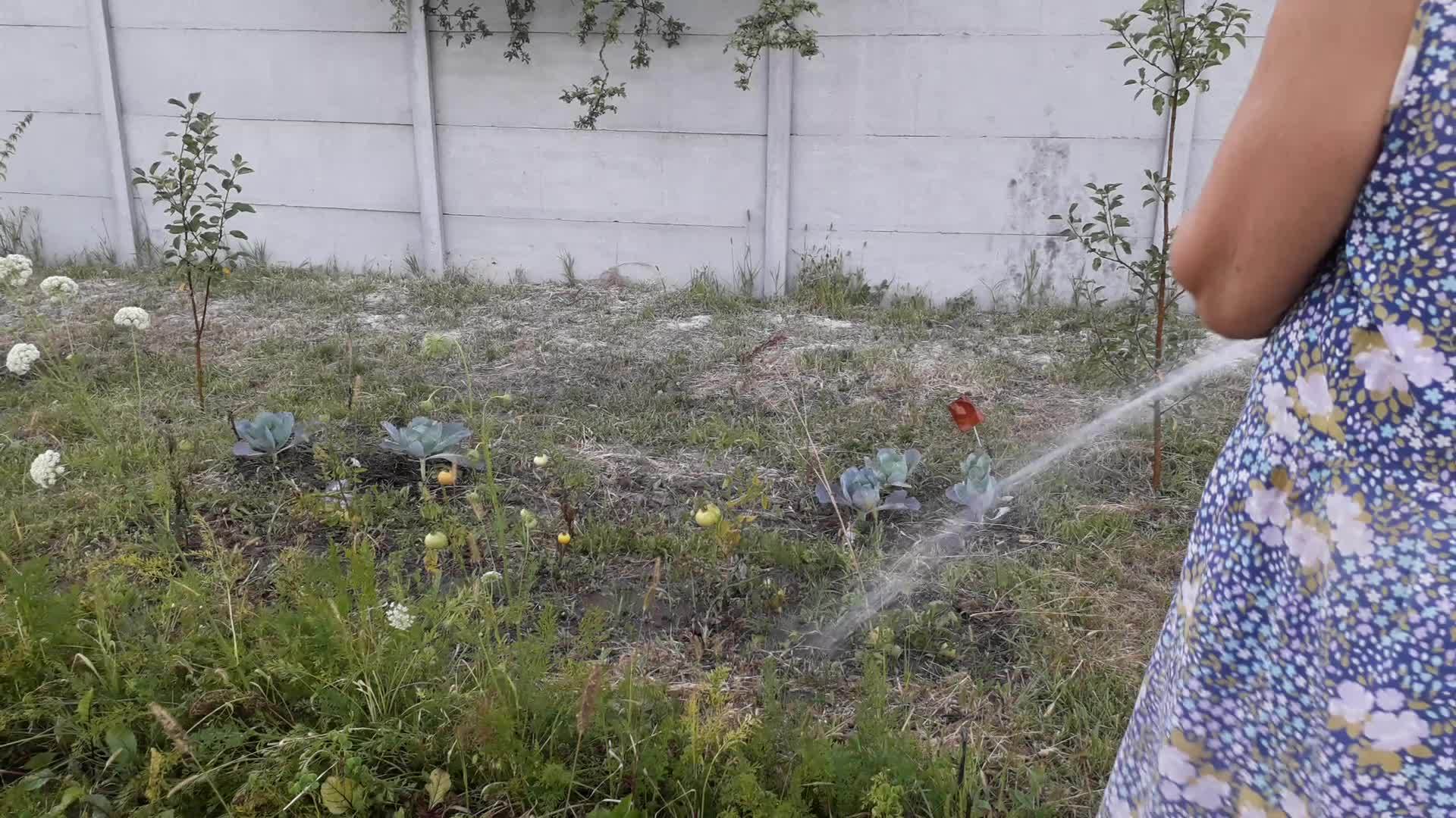 晚上给花园浇水视频的预览图