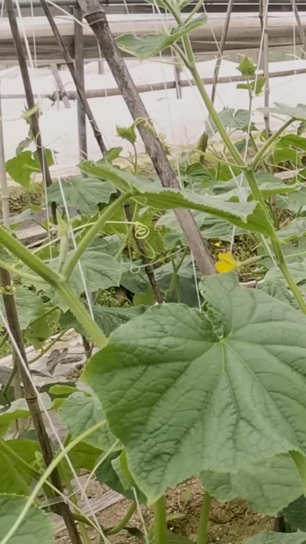 温室里种植蔬菜黄瓜视频的预览图