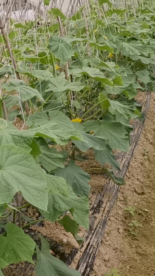 温室里种植蔬菜黄瓜视频的预览图