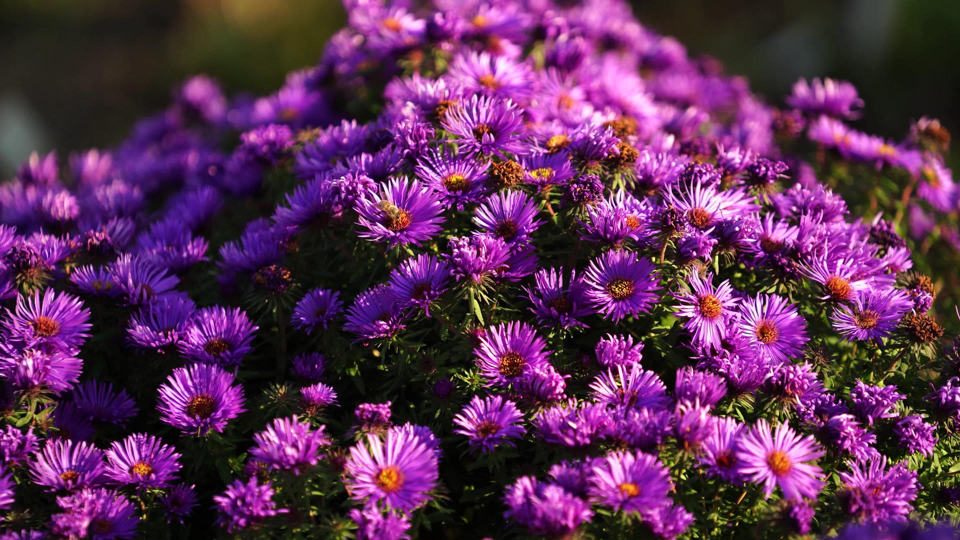 紫色的花和蜜蜂视频的预览图