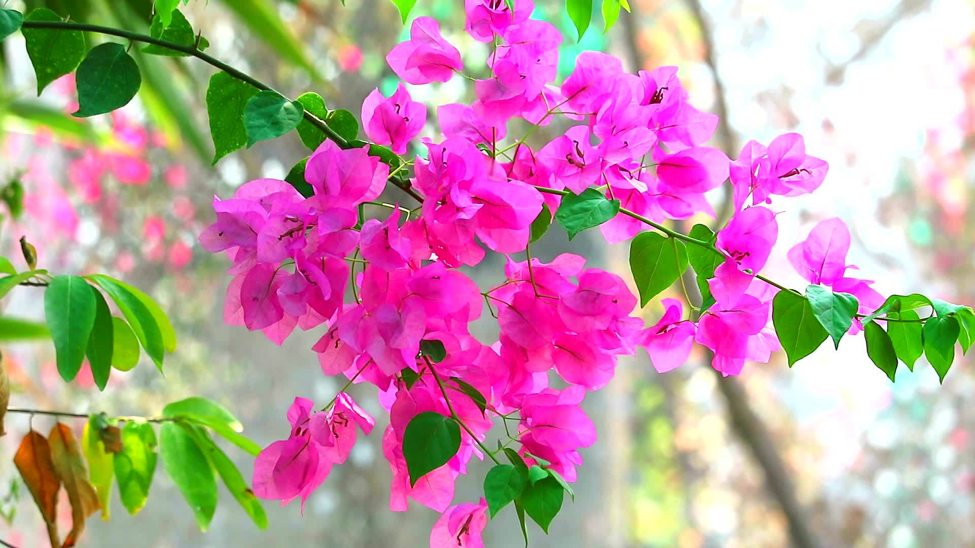 粉红色的花束沿着花园里的风摇摆视频的预览图