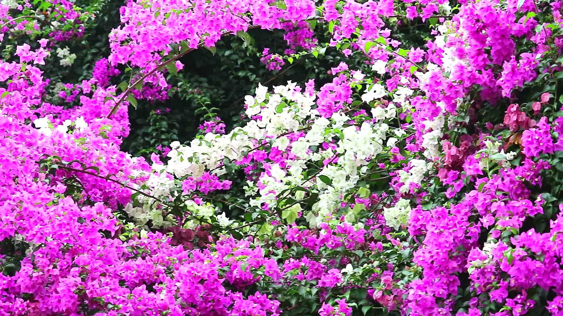 粉红色和白色的花朵盛开视频的预览图