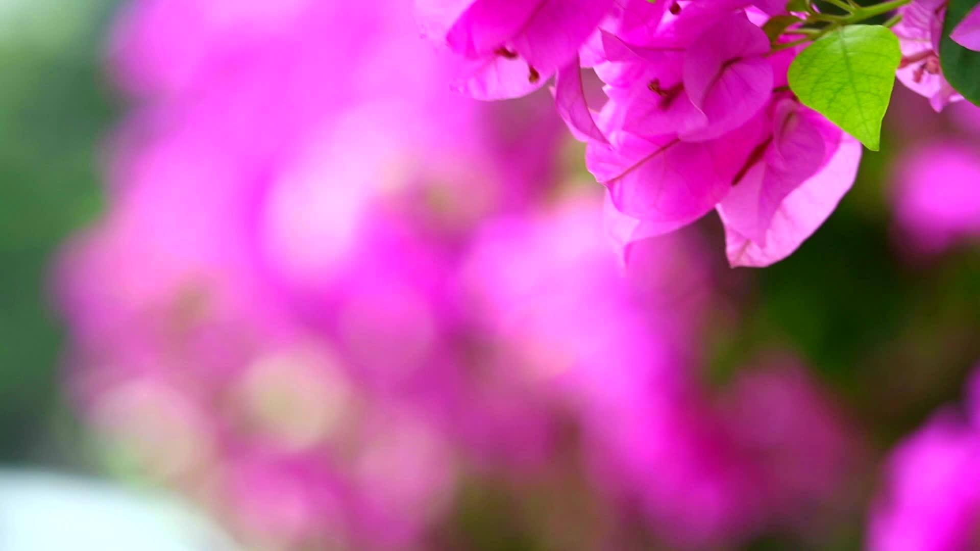 公园花卉视频的预览图