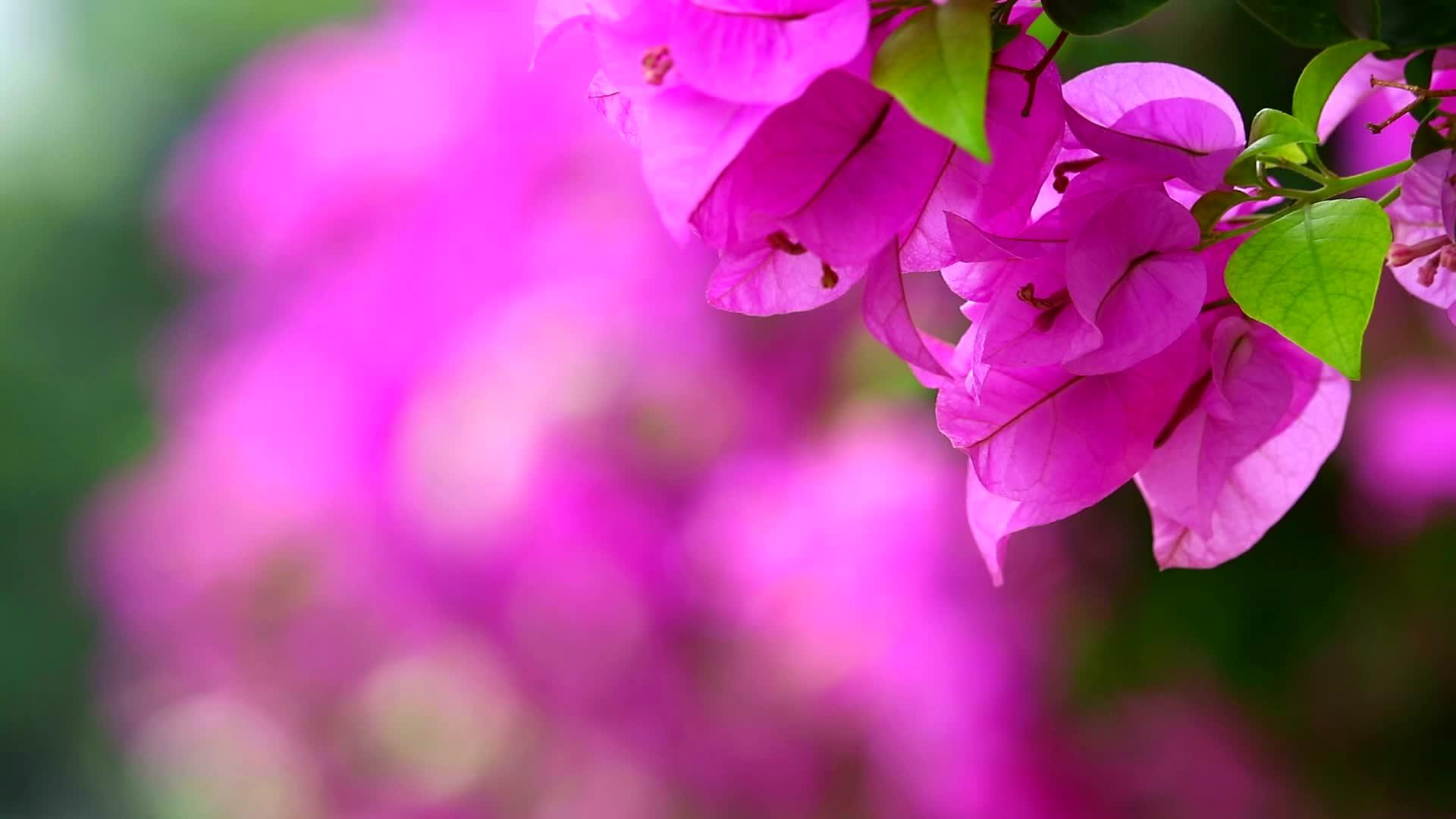 靠近粉红色布加林维拉花的栅栏种植在公园的天然花栅栏上视频的预览图