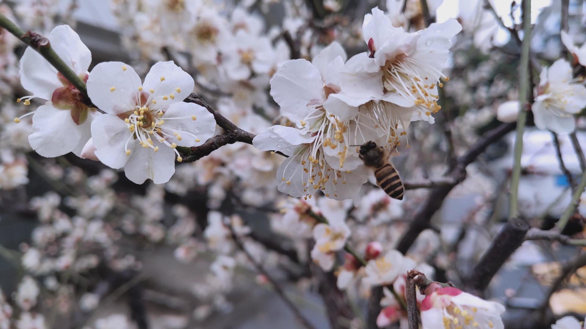 盛开的梅花和采蜜的蜜蜂视频的预览图