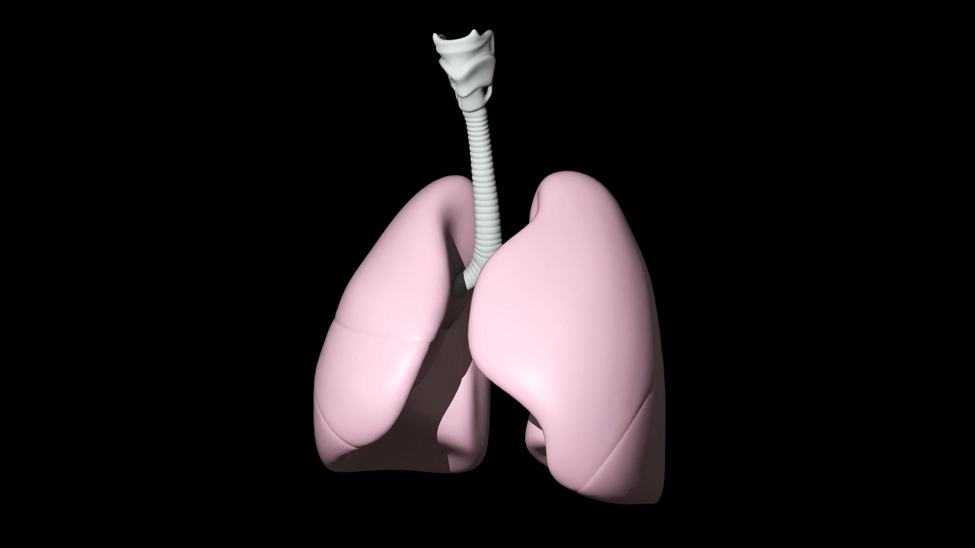 4K透明通道三维肺部展示素材视频的预览图