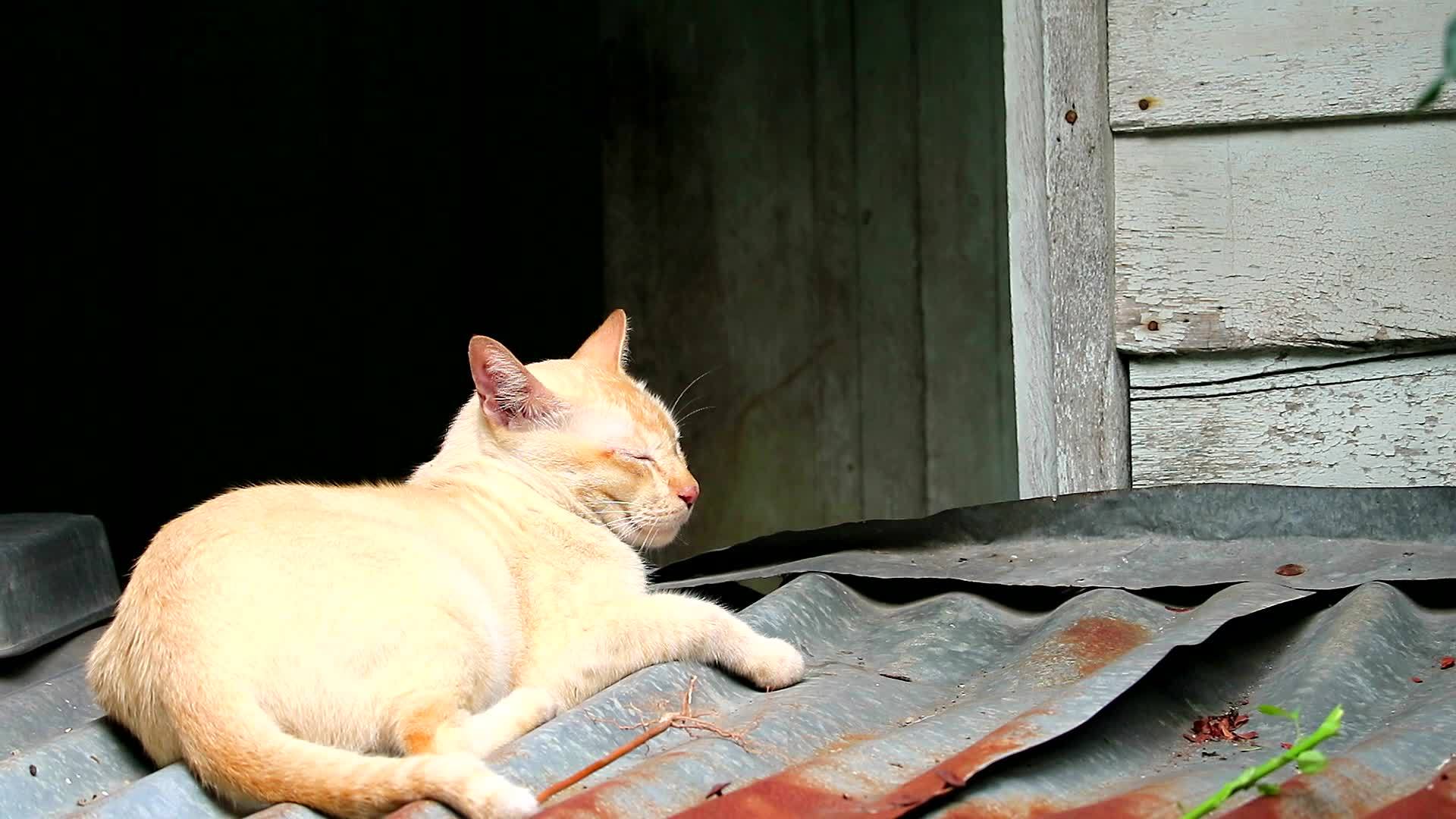 猫闭上眼睛睡在屋顶上视频的预览图