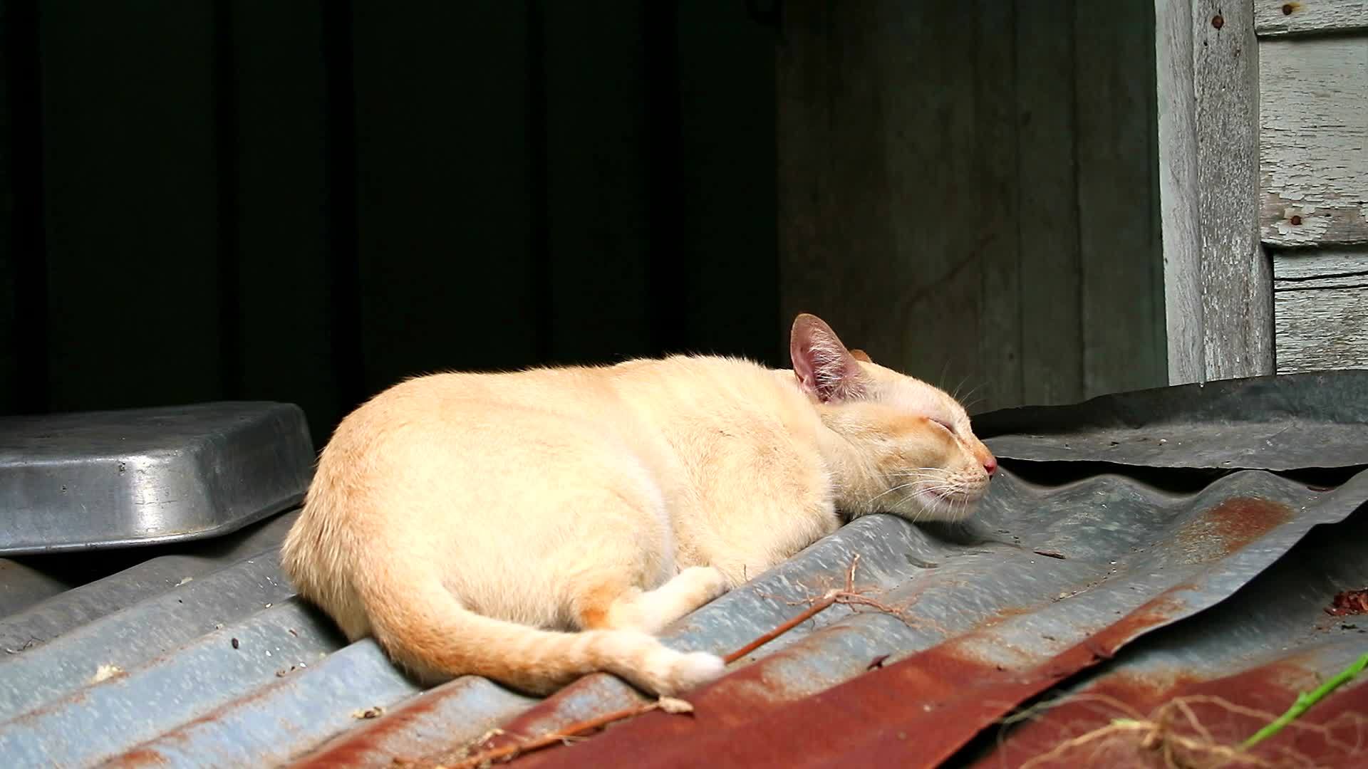 雄猫吃草根后睡在屋顶上视频的预览图