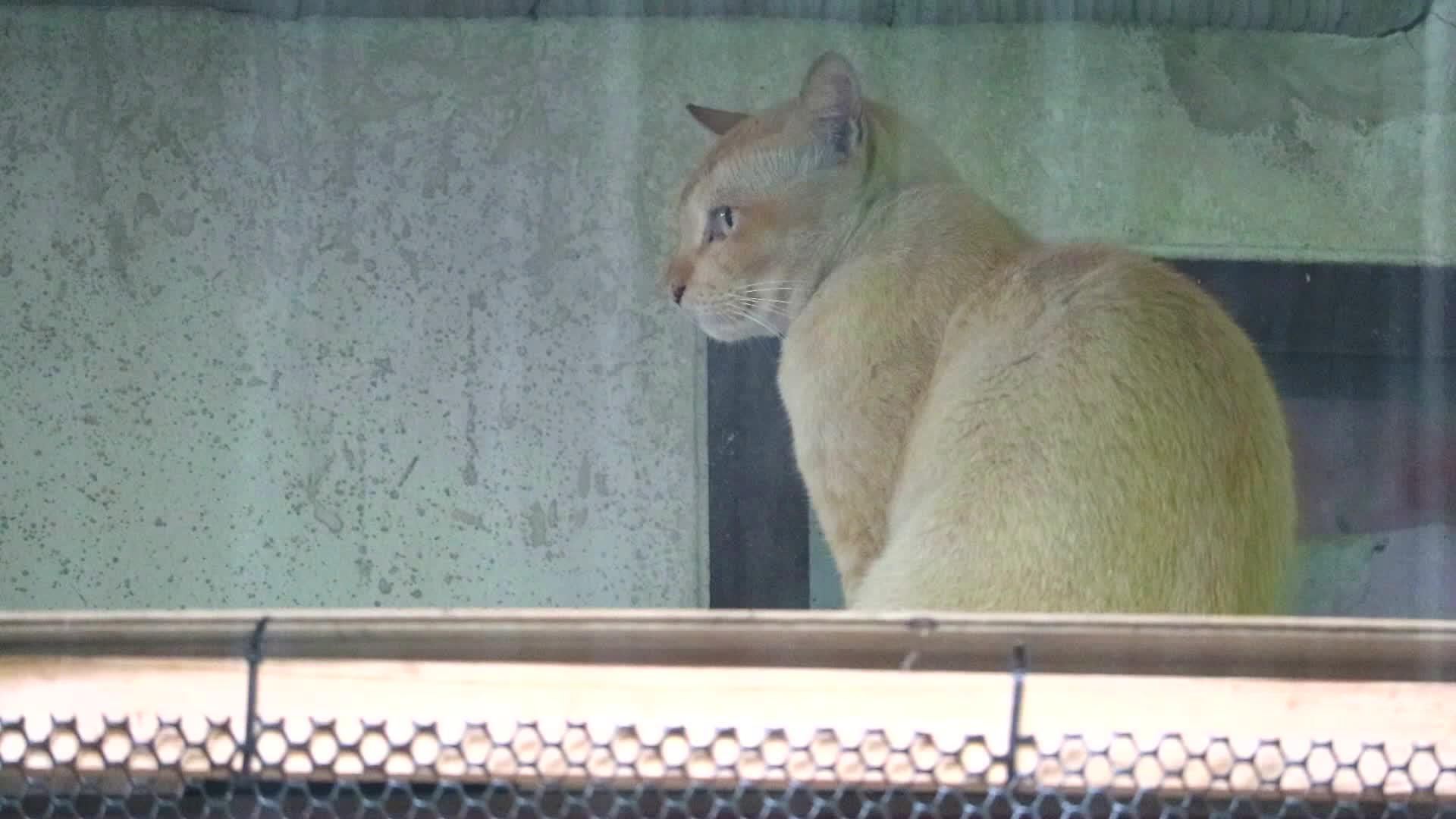 小猫坐在天顶下等待雨水停止寻找食物视频的预览图