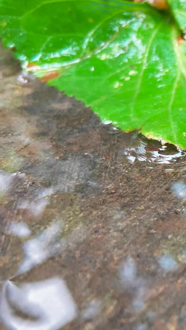 蜗牛在实拍雨后爬行视频的预览图