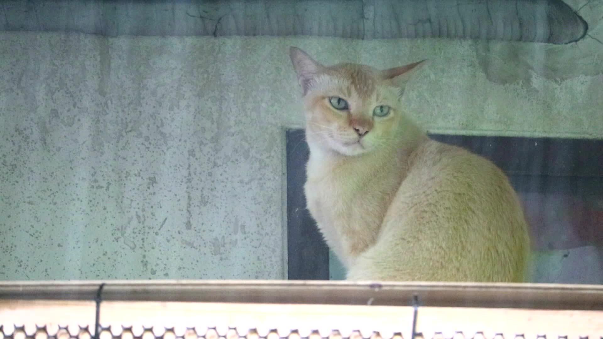 一只小猫坐在天花板下等待雨停视频的预览图