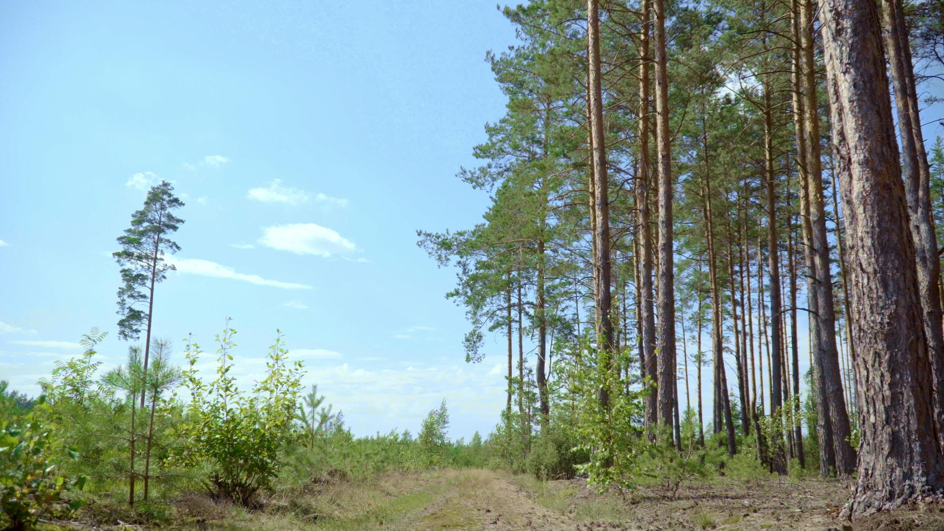松林与青树新种植之间的道路视频的预览图