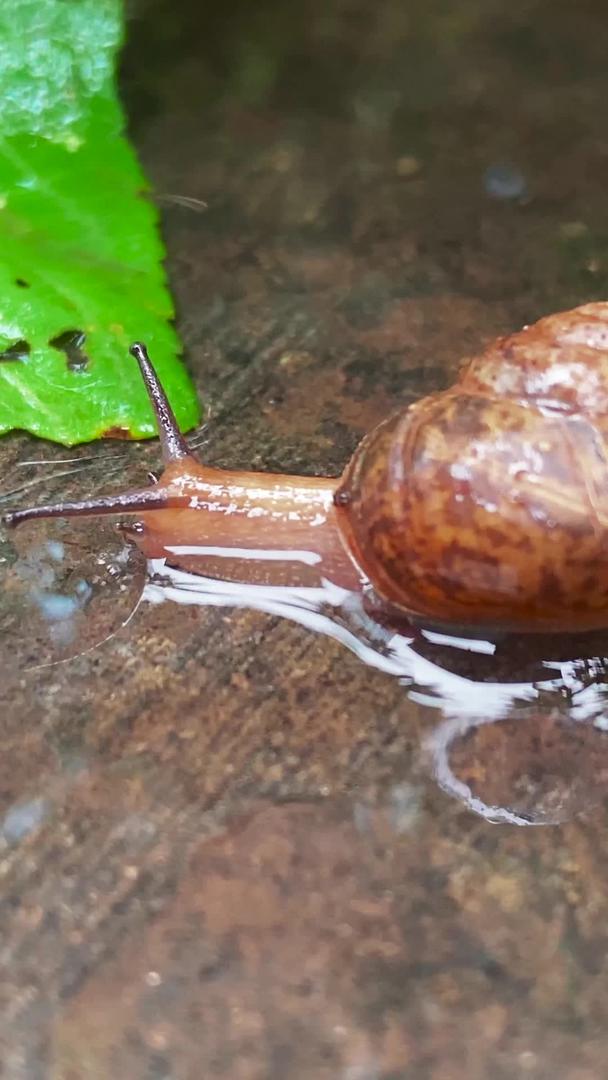 蜗牛在实拍雨后爬行视频的预览图