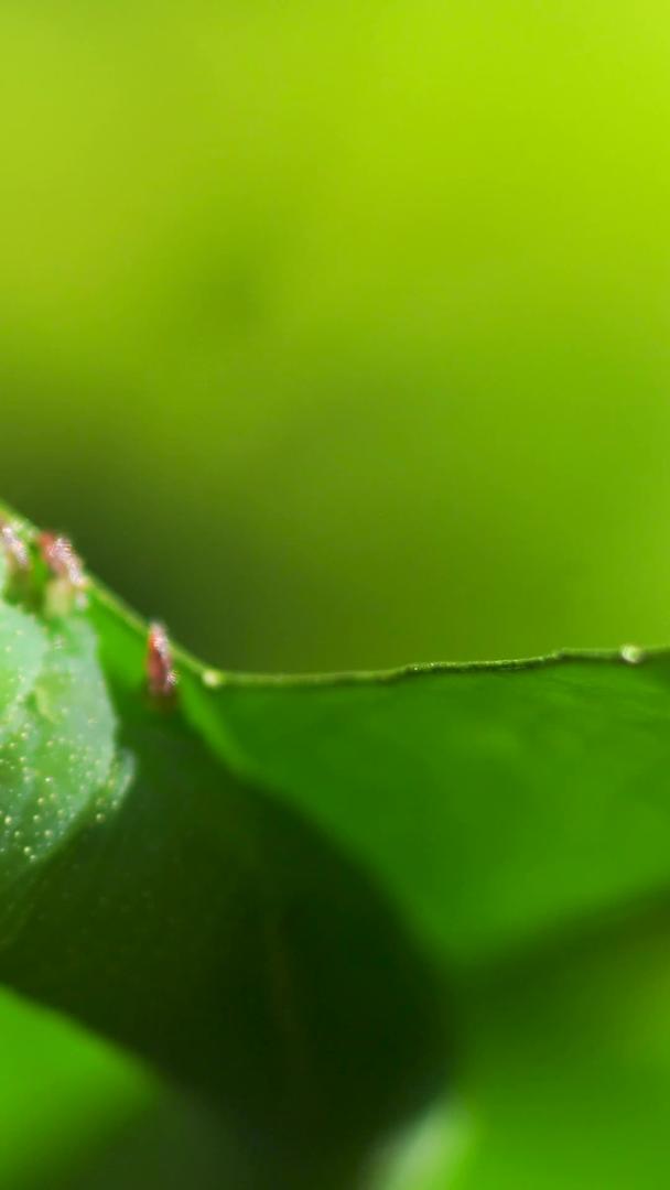 吃树叶的微距绿色昆虫视频的预览图