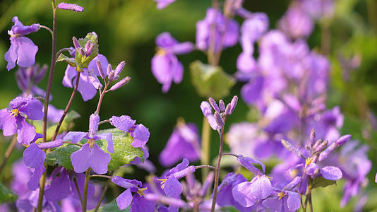 春天花季紫色牵牛花4k素材视频的预览图