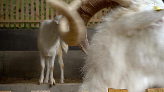 山羊农场的奶制养视频的预览图