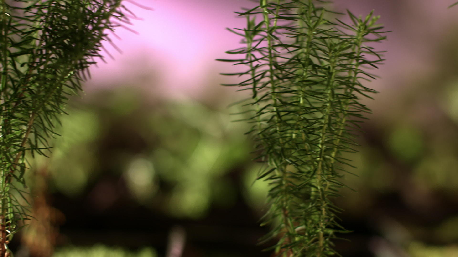 种子中生长的树苗视频的预览图