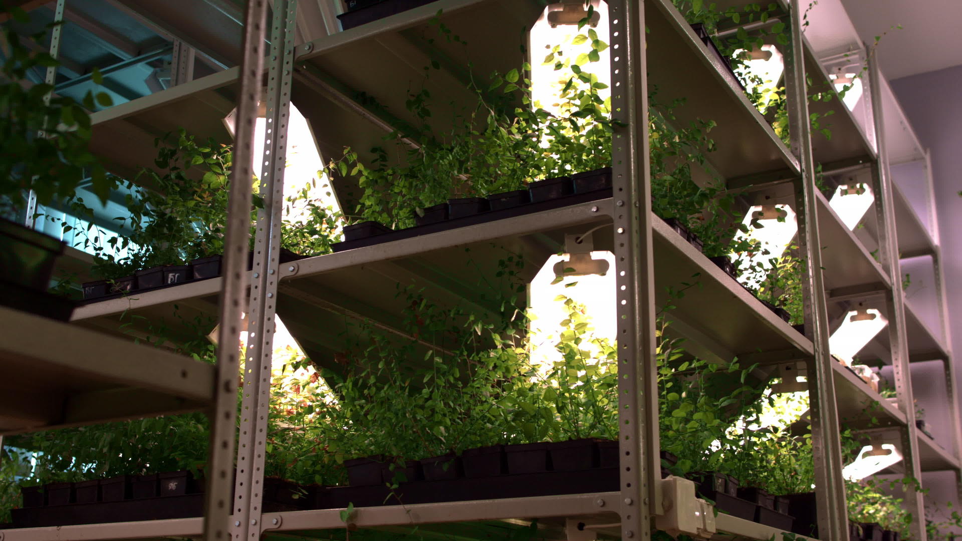 花卉和植物生长在多层温室食物架上视频的预览图